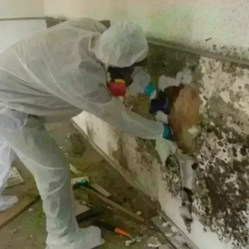 Mold Remediation and Removal in Marana, AZ